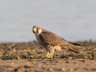 An immature Peregrine Falcon feeding on prey on a beach in bright early sunlight
