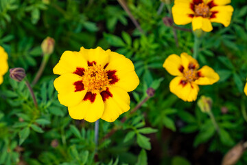 Yellow Marigold Flowers in Summer Garden