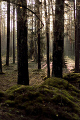 Sunlight Filtering Through Tall Trees in a Serene Forest