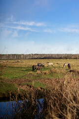 Wild Horses Grazing in a Meadow under Clear Blue Sky