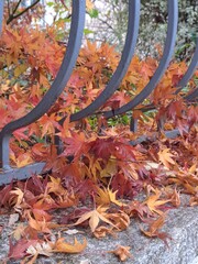 autumn leaves in the garden