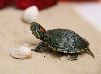 a red-eared turtle on the sand