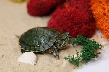 a red-eared turtle on the sand