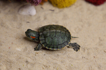 a red-eared turtle on the sand