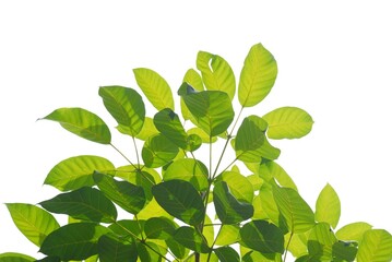 A tropical tree with leaves branches on white isolated background for green foliage backdrop 