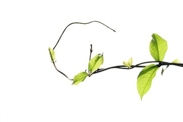 A tropical plant with leaves on white isolated background for green foliage backdrop 
