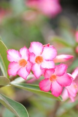 A beautiful pink Adenium flower or desert rose blossom in a garden