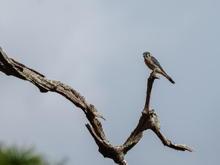 Kestrel on a perch