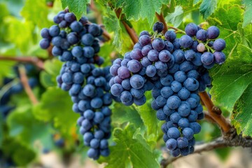 Dark Purple Cabernet Franc Grapes on the Vine