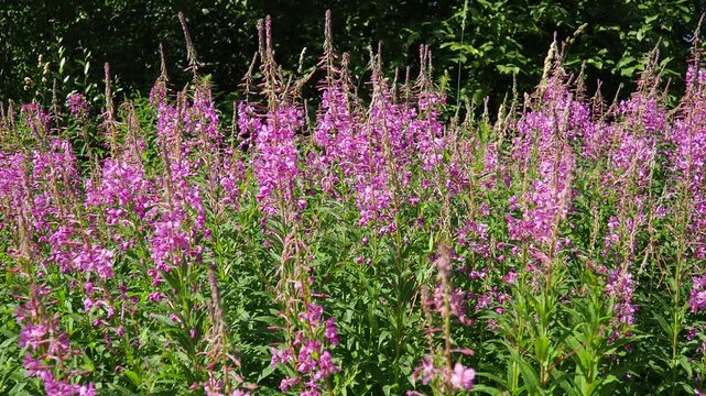 Fireweed Chamerion angustifolium is a perennial herb in the Onagraceae Evening Primrose family. Meadow field. A Blow of Wind. Orzega, Karelia. Taiga Nature. Pink blooming Sally, fireweed or Ivan tea