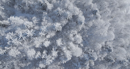 AERIAL TOP DOWN: Mesmerizing white texture of a mixed forest covered with freshly fallen snow. Blend of natural beauty with winter serenity where frozen landscape glows softly under morning sunlight.