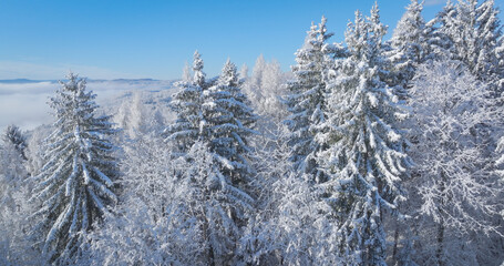 AERIAL: Forested hills covered in freshly fallen snow under a clear blue sky. White snowy crowns of conifers and deciduous trees on a bright and peaceful winter morning in remote hilly countryside.