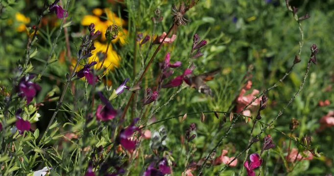 (Macroglossum stellatarum) Hummingbird hawk-moth hovering in air feeding on the nectar of narrow tubular corollas of sage flowers using its long proboscis hovering in air
