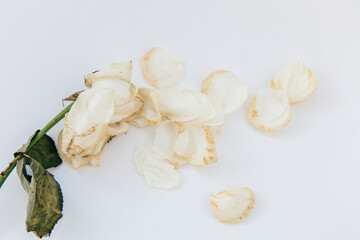 Dried white rose and petals arranged on a plain background