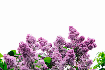 Bright lilac flowers bloom against a clear sky in a serene garden setting