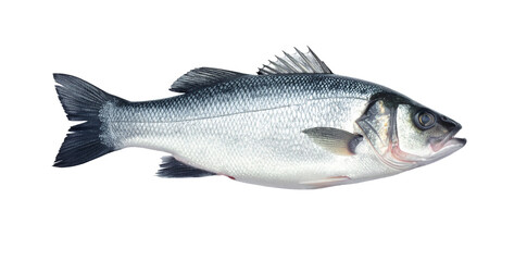 Obraz premium Raw fresh sea bass fish with transparent background