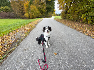 Happy dog on a leash sitting on a scenic country road in autumn