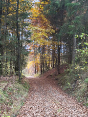Scenic autumn forest pathway with colorful foliage and sunlit trees