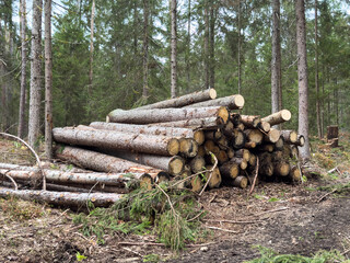 Stack of cut logs in forest clearing surrounded by tall evergreen trees © HelgaQ