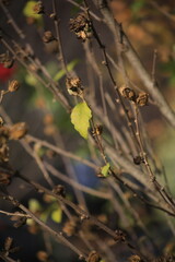 autumn leaves in the forest