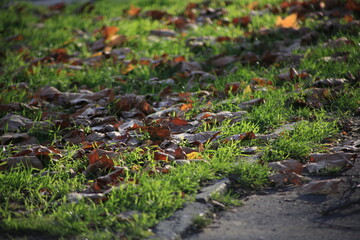 autumn leaves on the ground