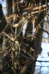 close up of a tree in winter