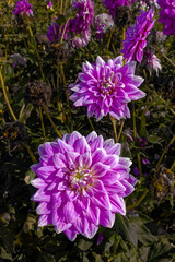 Magenta Dahlias in a Row