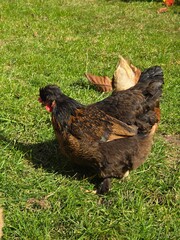 Fototapeta premium ​A Majestic Black and Brown Hen with Feathered Legs Foraging on Lush Green Grass: Close-Up of a Heritage Chicken Breed (Brahma or Cochin) in Sunny Pasture, Symbolizing Quality and Natural Farm Life