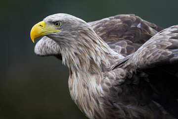 Adult white-tailed eagle portrait in the dark