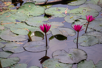 Three elegant pink water lilies stand tall amidst large green lily pads on calm, dark surface of...