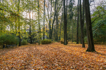 Sunlit autumn scenery: A park blanketed in fallen leaves, with tall trees, a bench, and a distant building in the background.