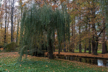 Idyllic park scene with a weeping willow gracefully arching over a calm stream in fall, surrounded by trees, nature's serene beauty.