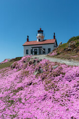 Brilliant pink flowers in front of the lighthouse in Crescent City, CA