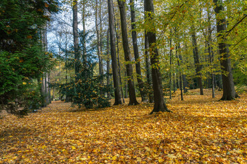 Obraz premium A serene autumn forest scene with golden leaves blanketing the ground and trees lining the scenery and a blue partly cloudy sky.