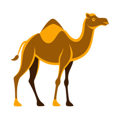 Stylized dromedary camel illustration on white background Vector