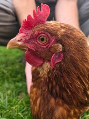 Intimate Portrait of a Brown Hen: A Close-Up of a Chicken's Head, Held Gently by a Human, Showcasing its Red Comb, Eye, and Feathers, Symbolizing Care, Organic Farming, and a Gentle Connection 