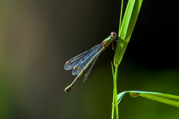 dragonfly