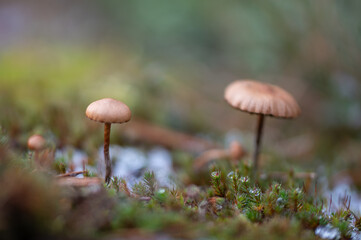 mushrooms in the forest