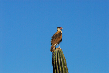 Birds- Mexico- Close Up of a Caracara Falcon Perching on a Cactus Against a Clear Blue Sky