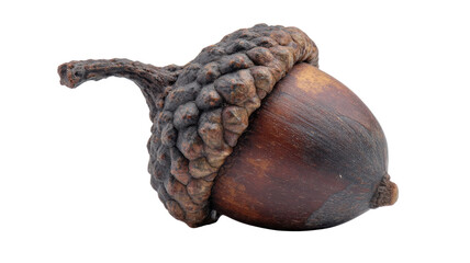 acorn on white background 