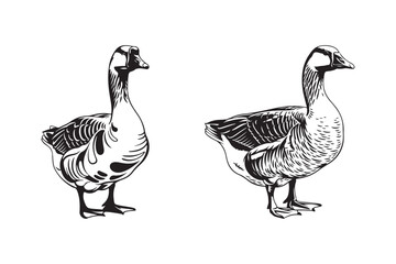 Two hand drawn geese standing side by side © Sadek