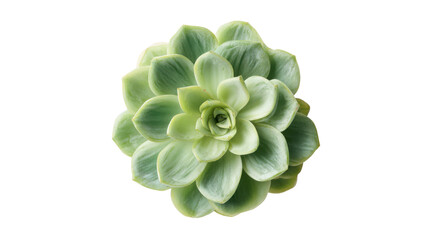 Echeveria succulent on white background 
