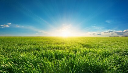vibrant sunburst over emerald field of grass merging into clear blue sky