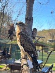 red tailed hawk buteo