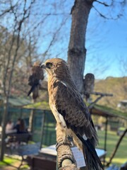 red tailed hawk buteo