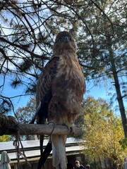 red tailed hawk buteo