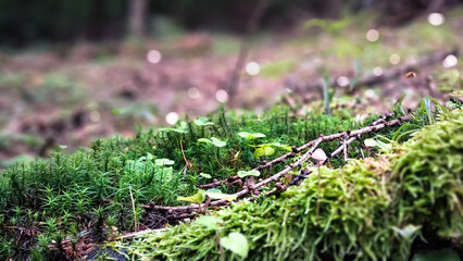 Close up of forest litter and moss.