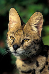 Closeup portrait of an alert African Serval, Felis serval