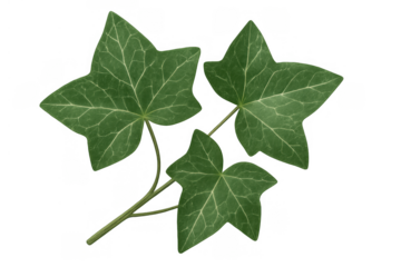 Ivy leaves on a transparent background, green foliage elements for nature, garden, and botanical designs