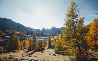 autumn forest in the mountains